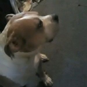 Meet your Posher, Ivan